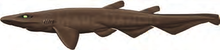 Illustration of the Iceland Catshark