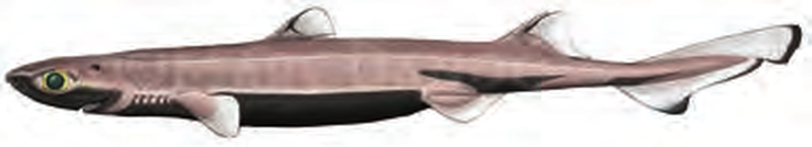 Illustration of the Velvet Belly Lanternshark