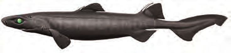 Illustration of the Black Dogfish