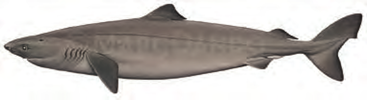 Illustration of the Little Sleeper Shark