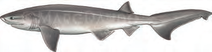 Illustration of the Bluntnose Sixgill Shark
