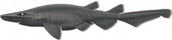 Illustration of the Ghost Catshark