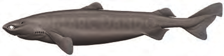 Illustration of the Portuguese Dogfish