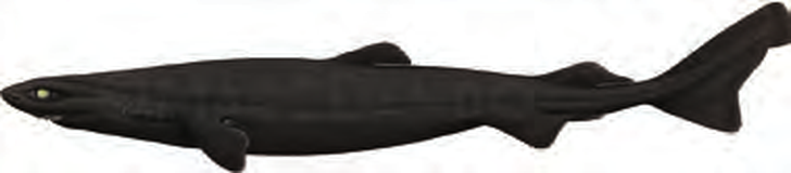 Illustration of the Velvet Dogfish
