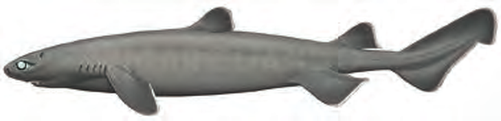 Illustration of the Kitefin Shark