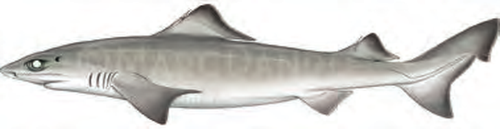 Illustration of the Gulper Shark