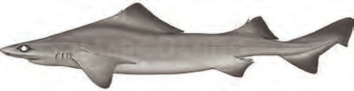 Illustration of the Lowfin Gulper Shark