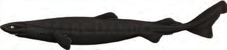 Illustration of the Velvet Dogfish