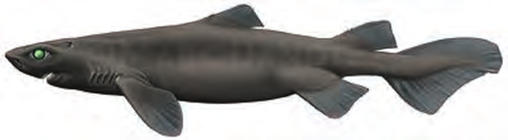 Illustration of the Knifetooth Dogfish