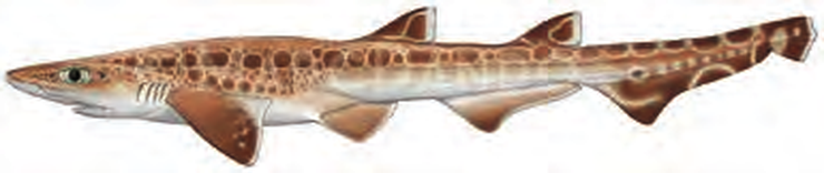 Illustration of the Blackmouth Catshark