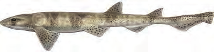 Illustration of the Smallspotted Catshark