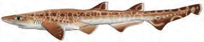 Illustration of the Blackmouth Catshark
