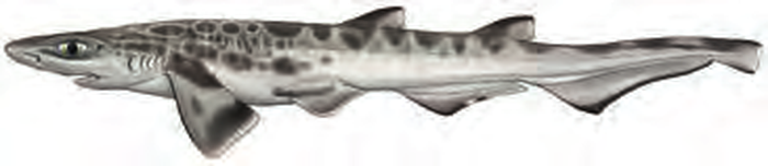 Illustration of the Atlantic Sawtail Catshark