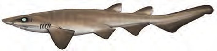 Illustration of the Mouse Catshark