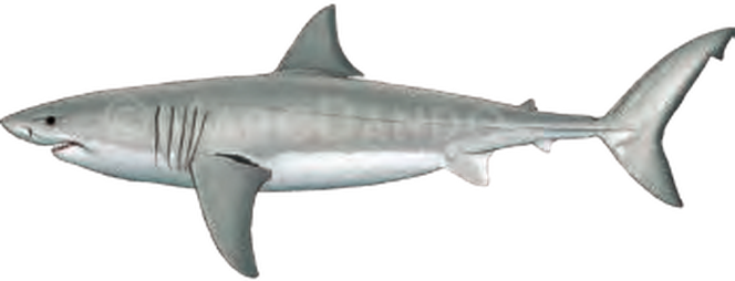 Illustration of the White Shark