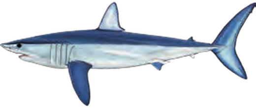 Illustration of the Shortfin Mako Shark