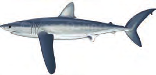 Illustration of the Longfin Mako Shark