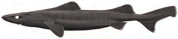 Illustration of the Longnose Velvet Dogfish