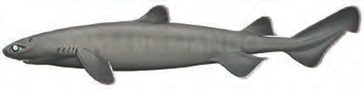 Illustration of the Kitefin Shark