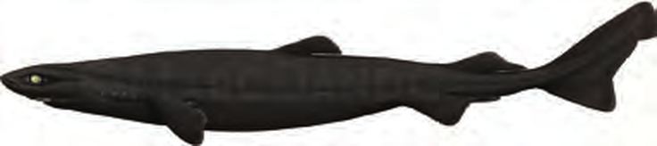 Illustration of the Velvet Dogfish