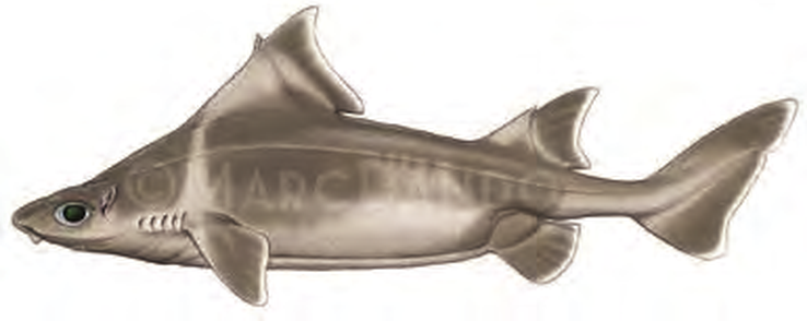 Illustration of the Angular Roughshark