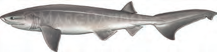 Illustration of the Bluntnose Sixgill Shark