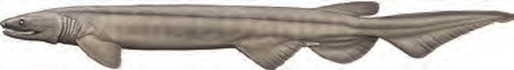 Illustration of the Frilled Shark