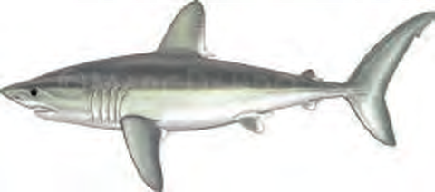 Illustration of the Porbeagle