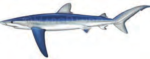 Illustration of the Blue Shark