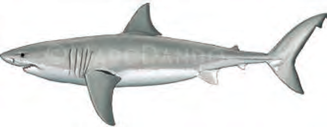 Illustration of the White Shark