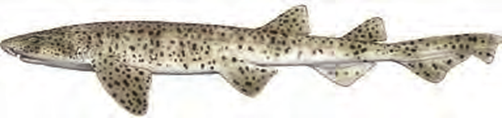 Illustration of the Nursehound