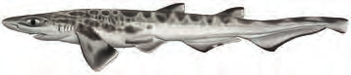 Illustration of the Atlantic Sawtail Catshark