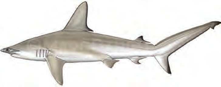 Illustration of the Scalloped Hammerhead
