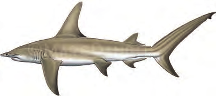 Illustration of the Great Hammerhead Shark
