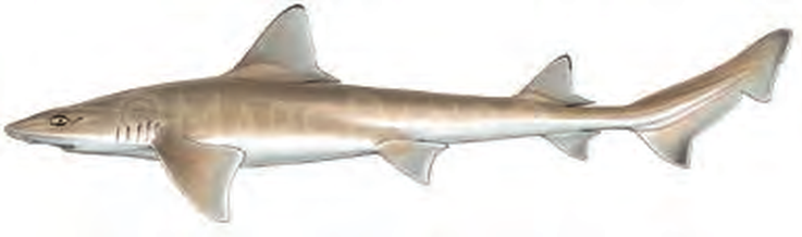 Illustration of the Common Smoothhound