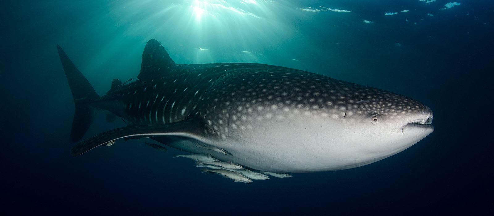 Whale Shark © Steve Jones