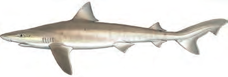 Illustration of the Tope