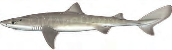 Illustration of the Spurdog