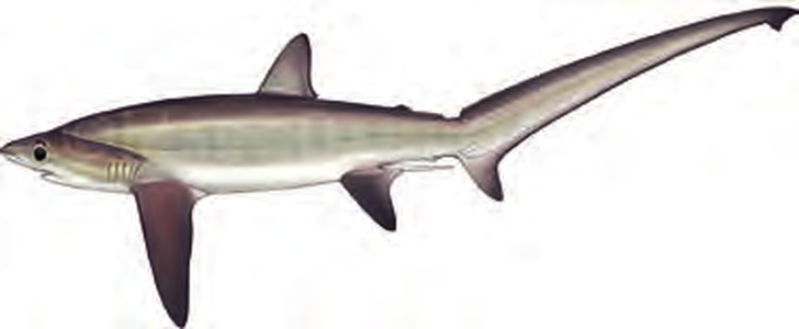 Illustration of the Bigeye Thresher Shark