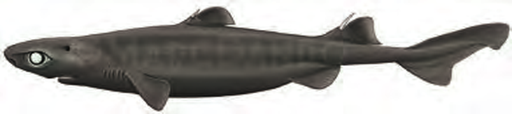 Illustration of the Great Lanternshark