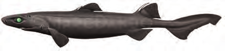 Illustration of the Black Dogfish