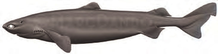 Illustration of the Portuguese Dogfish