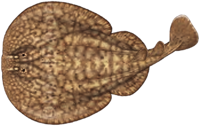 Illustration of the Marbled Torpedo Ray