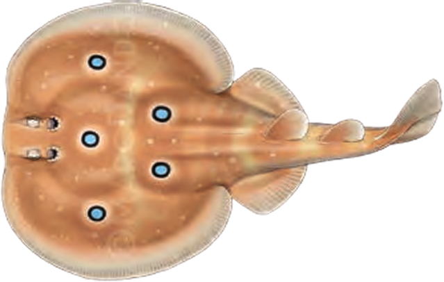 Illustration of the Common Torpedo Ray