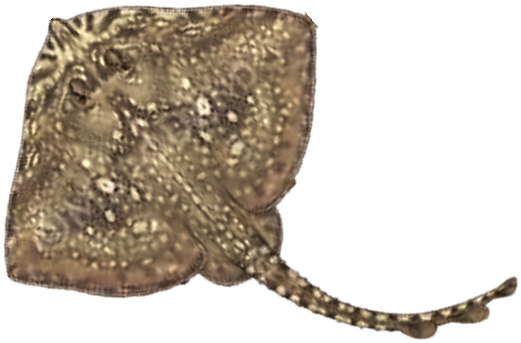 Illustration of the Thornback Ray
