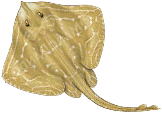 Illustration of the Small-eyed Ray