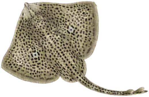 Illustration of the Spotted Ray