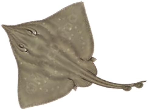 Illustration of the Flapper Skate