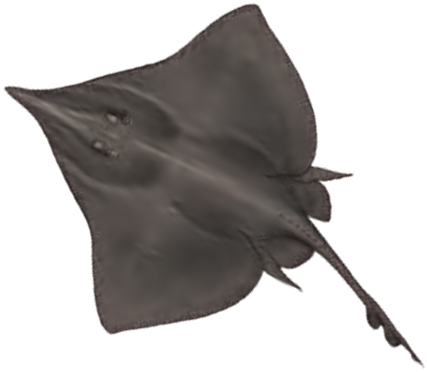 Illustration of the Norwegian Skate