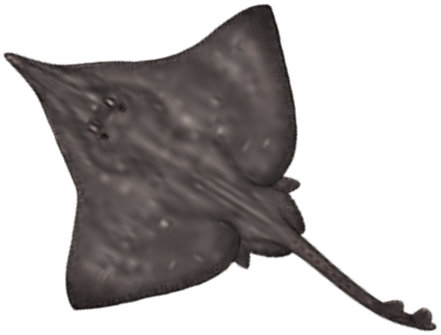 Illustration of the Longnosed Skate